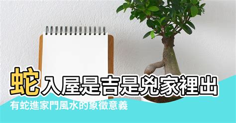 有蛇入屋 風水|家裡有蛇代表什麼？5種吉兆解析